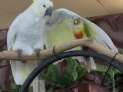 Feathered Friendship Comes in All Sizes