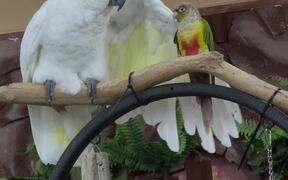 Feathered Friendship Comes in All Sizes - Animals - VIDEOTIME.COM