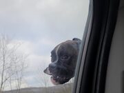 Boxer Loves Riding with His Head Out of the Car