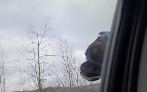 Boxer Loves Riding with His Head Out of the Car - Animals - VIDEOTIME.COM
