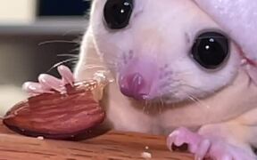 The Sugar Glider Eating a Treat with a Santa Hat - Animals - VIDEOTIME.COM