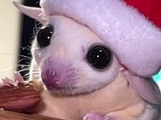 The Sugar Glider Eating a Treat with a Santa Hat