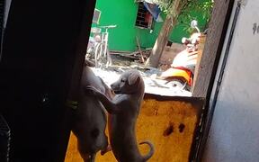 Puppy Sabotages Escape Attempt - Animals - VIDEOTIME.COM