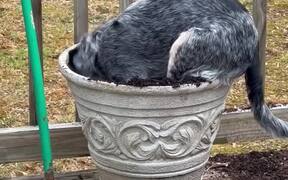 Rescue Dog Digs Into Plant Pot - Animals - VIDEOTIME.COM