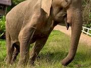 Helping an Elderly Elephant Get Back on His Feet