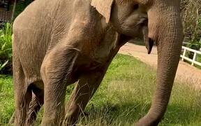 Helping an Elderly Elephant Get Back on His Feet - Animals - VIDEOTIME.COM
