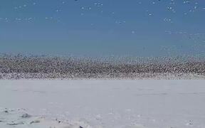 Blizzard of Snow Geese - Animals - VIDEOTIME.COM