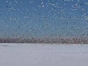 Blizzard of Snow Geese