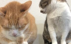 Sister Cat Chomps at Bro to Try to Get Him to Move