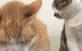 Sister Cat Chomps at Bro to Try to Get Him to Move