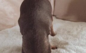 Adorable Upside-Down Dog - Animals - VIDEOTIME.COM