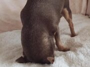 Adorable Upside-Down Dog