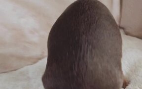 Adorable Upside-Down Dog - Animals - VIDEOTIME.COM
