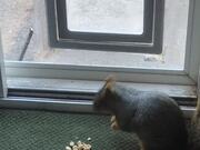 Squirrel Sneaks Inside for a Snack
