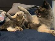 Pup Cleans Kitty Before Playtime