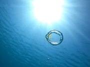 Jellyfish Rolled by Bubble Ring