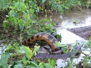Giant Anaconda Mating