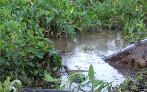 Giant Anaconda Mating - Animals - VIDEOTIME.COM