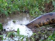 Giant Anaconda Mating