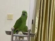 Parrot Sings Happy Birthday - Animals - Y8.COM