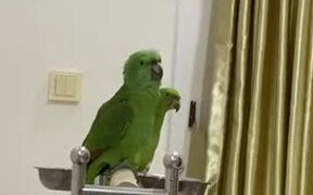 Parrot Sings Happy Birthday - Animals - VIDEOTIME.COM