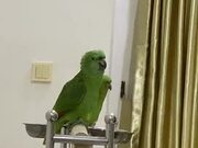Parrot Sings Happy Birthday