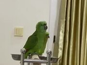 Parrot Sings Happy Birthday