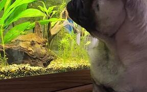 Pug Bites at Aquarium Fish - Animals - VIDEOTIME.COM