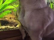 Pug Bites at Aquarium Fish