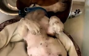 Lazy Puppy Still Wants His Dinner - Animals - VIDEOTIME.COM