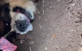 Saint Bernard Needs Some Motivation to Get Unstuck - Animals - VIDEOTIME.COM