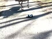 Emu Curious about RC Car