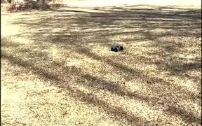 Emu Curious about RC Car - Animals - VIDEOTIME.COM