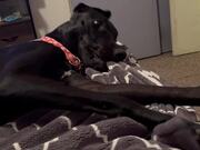 Great Dane Throws Tantrum Over Dropped Ball