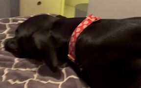 Great Dane Throws Tantrum Over Dropped Ball - Animals - VIDEOTIME.COM
