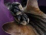 Cat Sleeps with Twitchy Toe Beans - Animals - Y8.COM