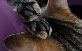 Cat Sleeps with Twitchy Toe Beans - Animals - VIDEOTIME.COM