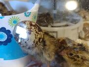 Adorable Chick Gets its Head Stuck in Eggshell