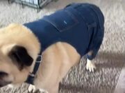 Timmy the Handsome Pug Tries on New Overalls