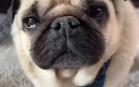 Timmy the Handsome Pug Tries on New Overalls - Animals - VIDEOTIME.COM