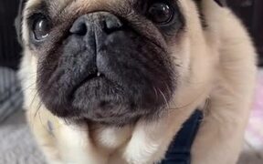 Timmy the Handsome Pug Tries on New Overalls - Animals - VIDEOTIME.COM