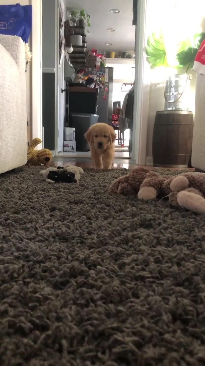 Puppy Attempts to Sneak Up on Mom