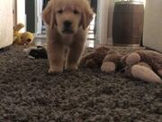 Puppy Attempts to Sneak Up on Mom