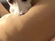 Whippet Dog Creating Mouth Bubbles While Chilling
