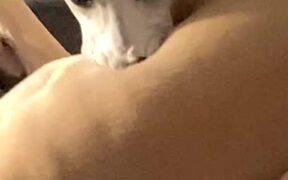 Whippet Dog Creating Mouth Bubbles While Chilling - Animals - VIDEOTIME.COM