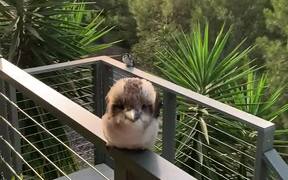 Baby Kookaburra Demonstrates its Signature Laugh - Animals - VIDEOTIME.COM