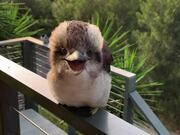 Baby Kookaburra Demonstrates its Signature Laugh