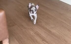 Blue Merle Frenchie Puppy Sits on Command - Animals - VIDEOTIME.COM