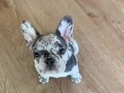 Blue Merle Frenchie Puppy Sits on Command