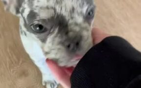 Blue Merle Frenchie Puppy Sits on Command - Animals - VIDEOTIME.COM
